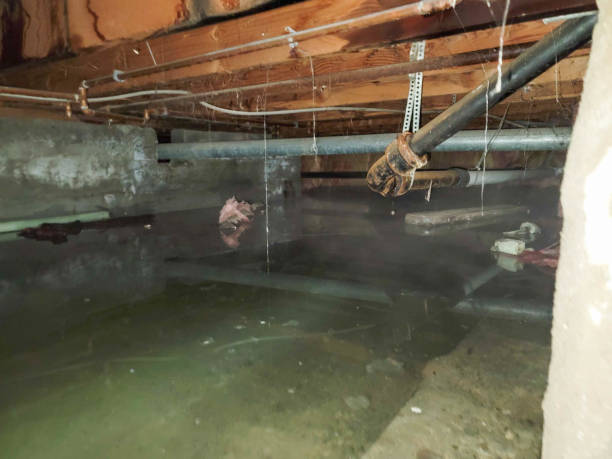 Best Flood damage cleanup  in St Henry, OH